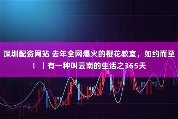 深圳配资网站 去年全网爆火的樱花教室，如约而至！丨有一种叫云南的生活之365天